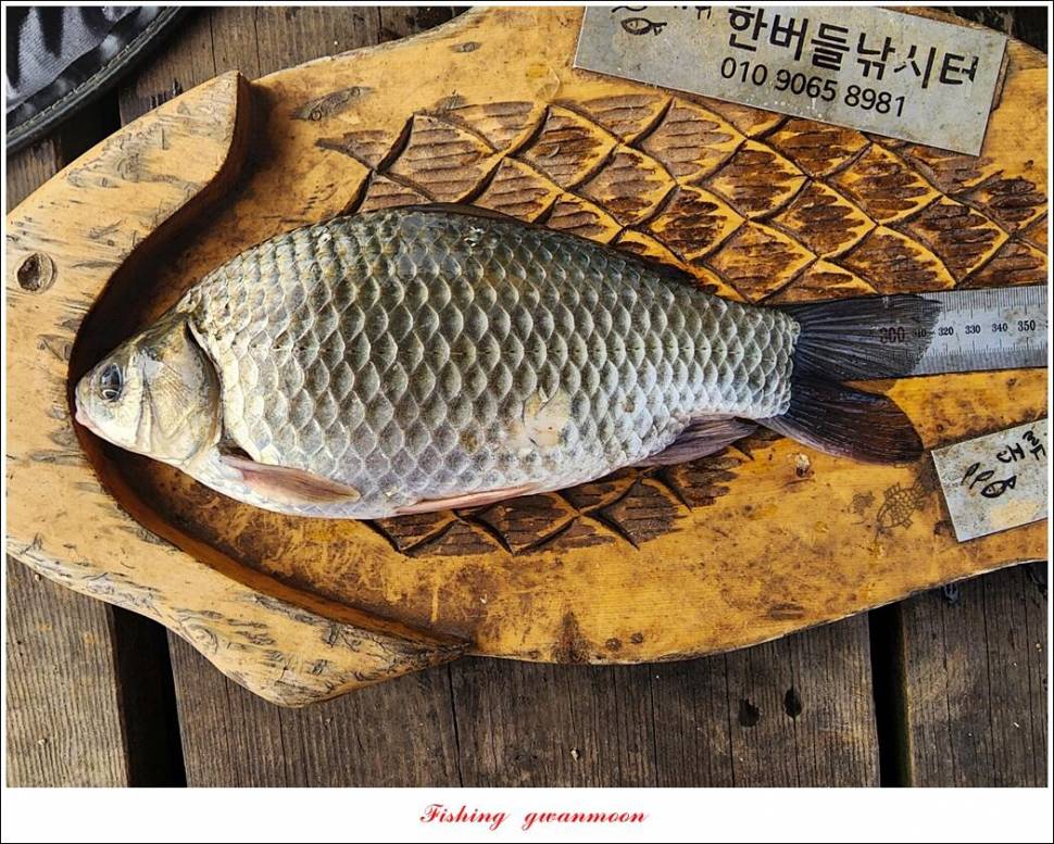 솔 월척한버들 월척 조황 (조황조행기 - 특파원조황)