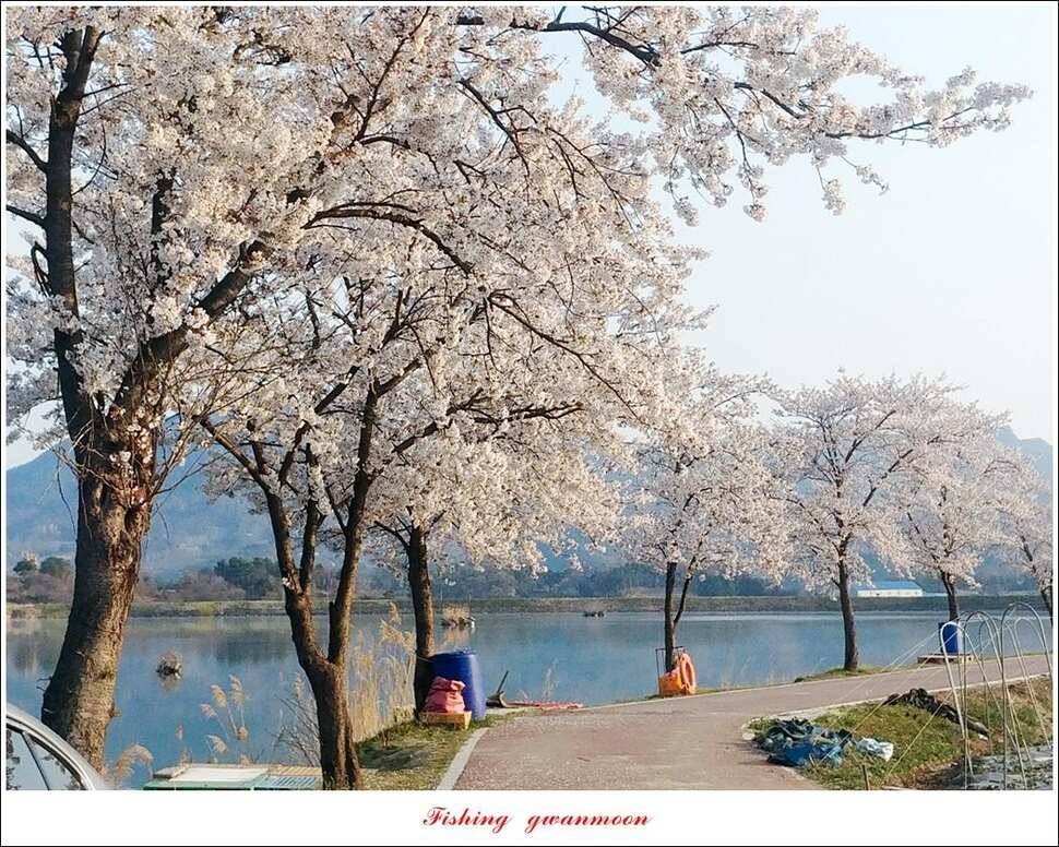 한버들 4 짜 2 수지곡리 노지칠성지 대물 조황 (조황조행기 - 특파원조황)