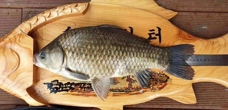 솔 42 43cm 대물붕어 목벌에도 4짜 꽃바위 키로급장어 허리급 붕어조황 (조황조행기 - 특파원조황)