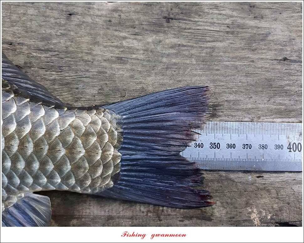 종점 405 cm 돌감 35 cm달천강 38 cm 조황 (조황조행기 - 특파원조황)