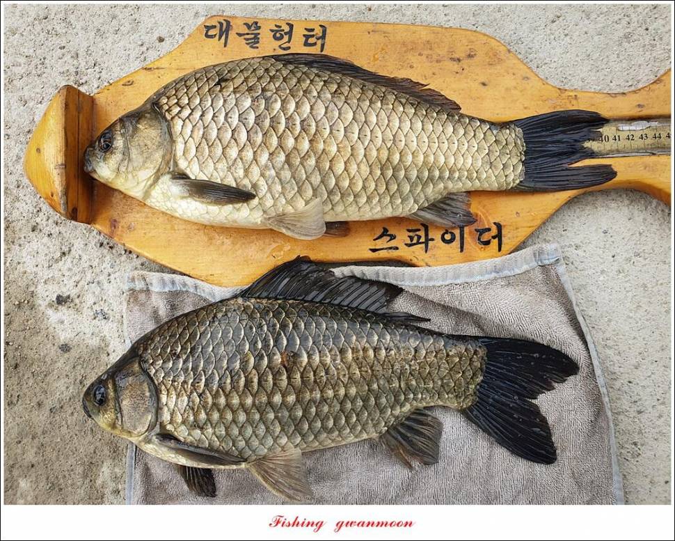 화곡지 4 짜 및 마릿수 월척추평지 현황 (조황조행기 - 특파원조황)