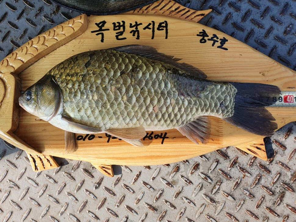 목벌 낚시터 꾸준한 4짜 대물붕어 조황소식 (조황조행기 - 특파원조황)