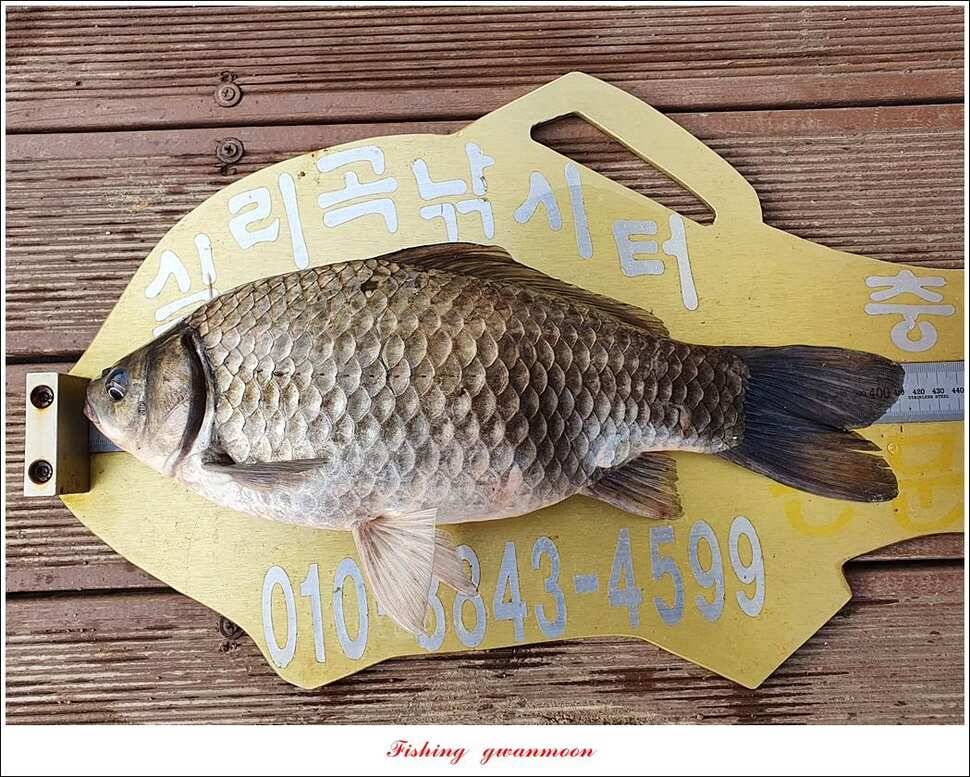 실리곡 4 짜돌감 395 cm칠성지 4 짜 (조황조행기 - 특파원조황)
