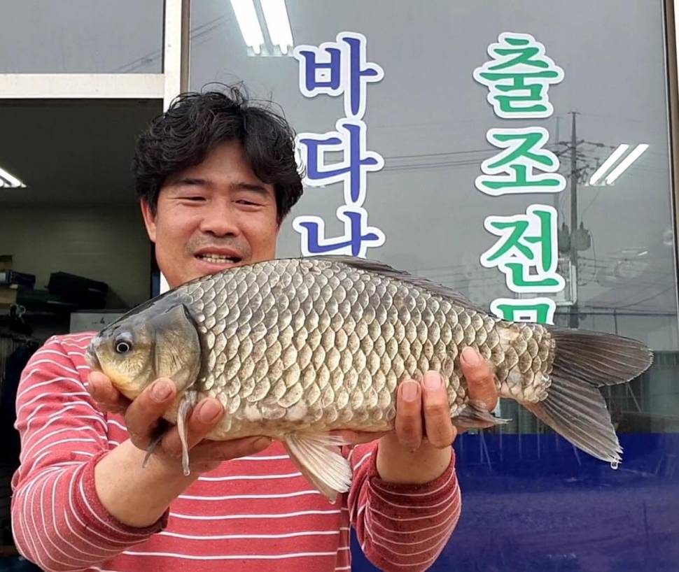 평택호 삽교호 봄 대물붕어 (조황조행기 - 특파원조황)