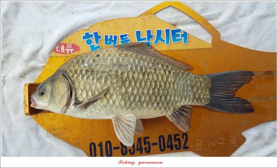 한버들 47 cm405 cm제일 40 cm39 cm38 cm (조황조행기 - 특파원조황)