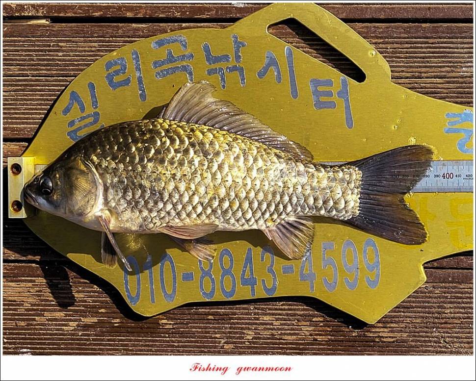 목벌 42 cm신리 41 cm408 cm실리곡 39 cm38 cm대물 조황 (조황조행기 - 특파원조황)