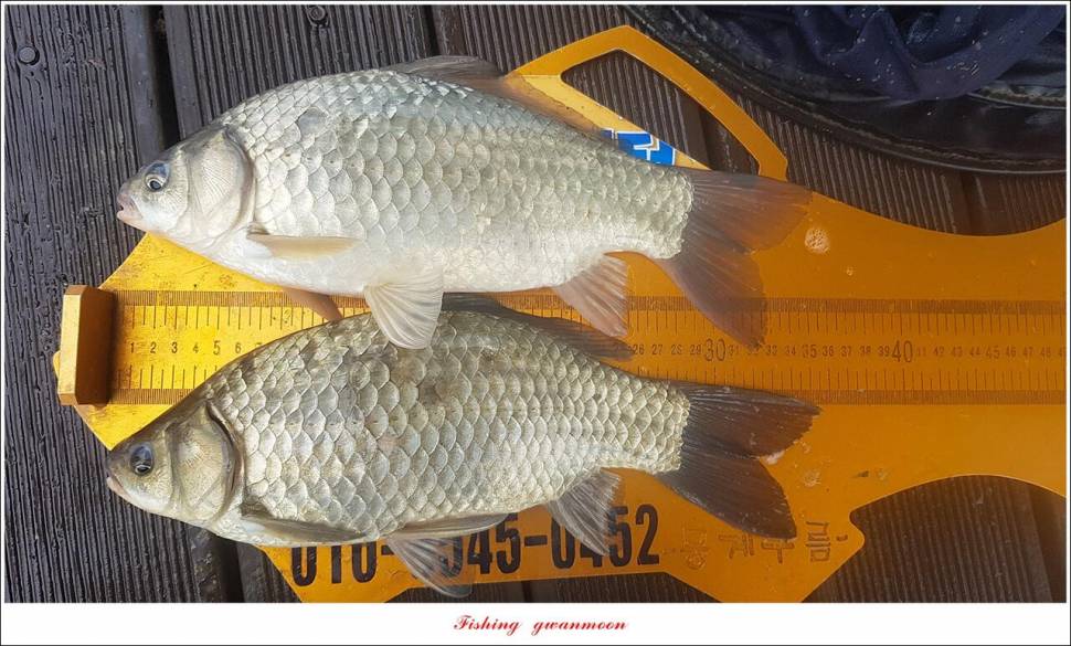 한버들 44 cm신리 415 cm41 cm실리곡 4 자돌감 4 짜화곡지 4 짜솔 37 cm 조황 정보 (조황조행기 - 특파원조황)
