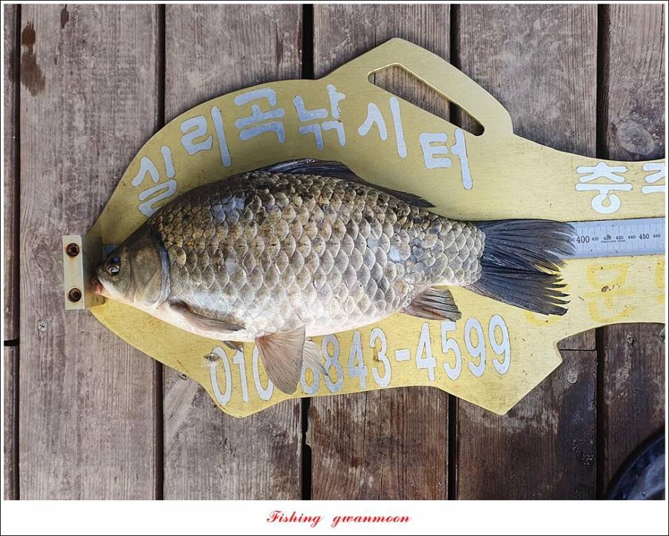 신리 4 짜 7 수실리곡 4 짜 4 수한버들 4 짜 3 수 (조황조행기 - 특파원조황)