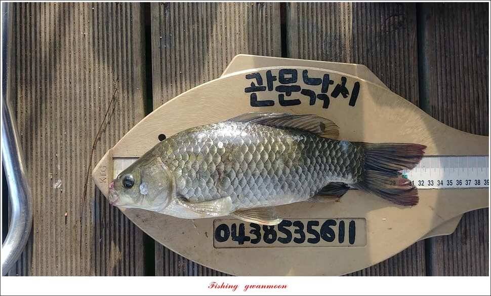 종점 4 짜제일신매 낚시터 조황 (조황조행기 - 특파원조황)