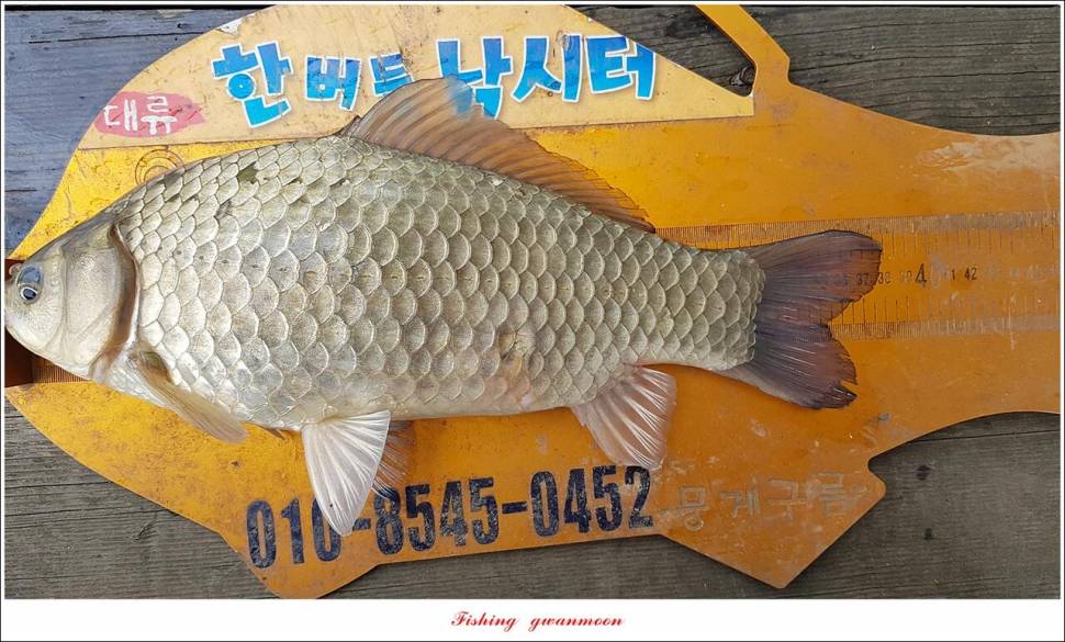 한버들 4 짜신리 4 짜실리곡 4 짜대물 조황 (조황조행기 - 특파원조황)