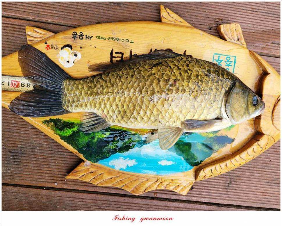 목벌 41cm40 cm허리급 월척 조황 (조황조행기 - 특파원조황)