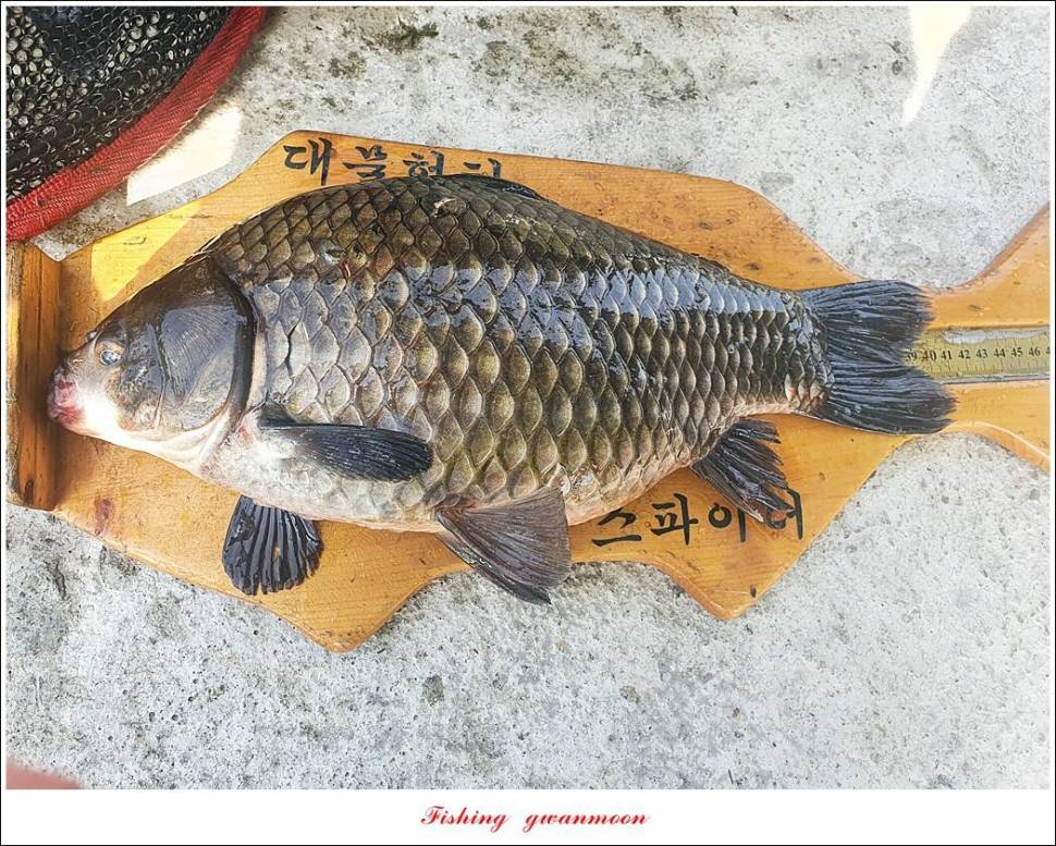 충주호 현황 및 화곡지 4 짜 조황 (조황조행기 - 특파원조황)