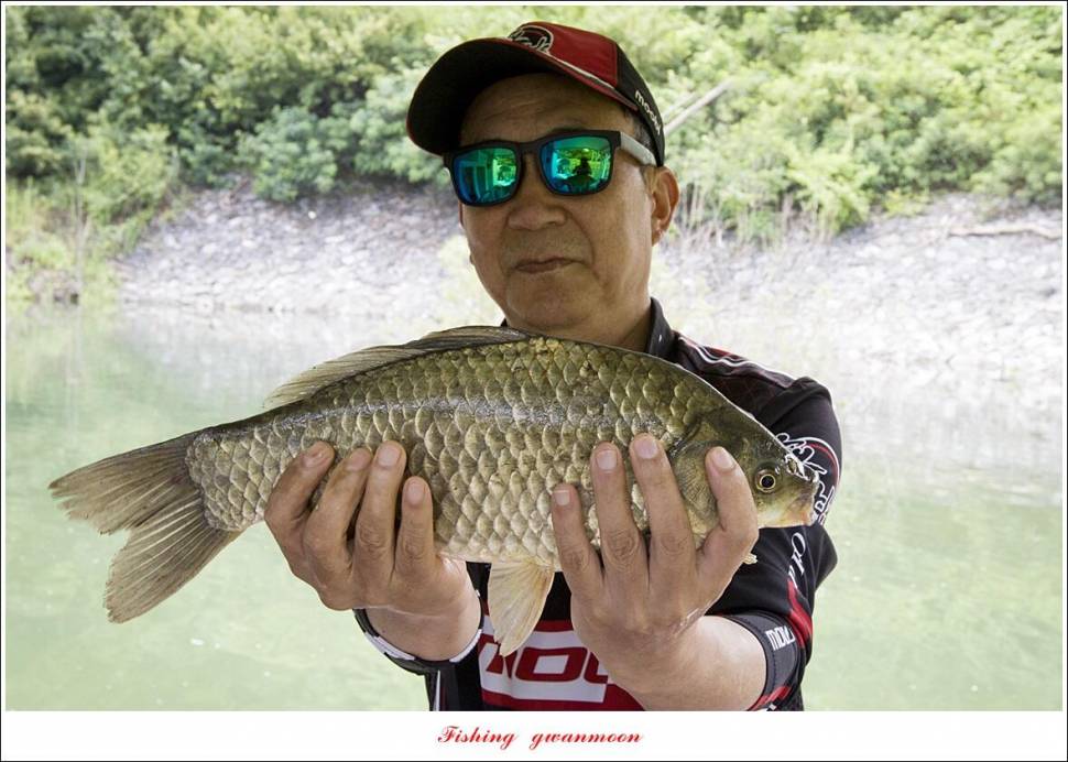 돌감 415 cm41 cm 및 허리급 월척 조황 (조황조행기 - 특파원조황)