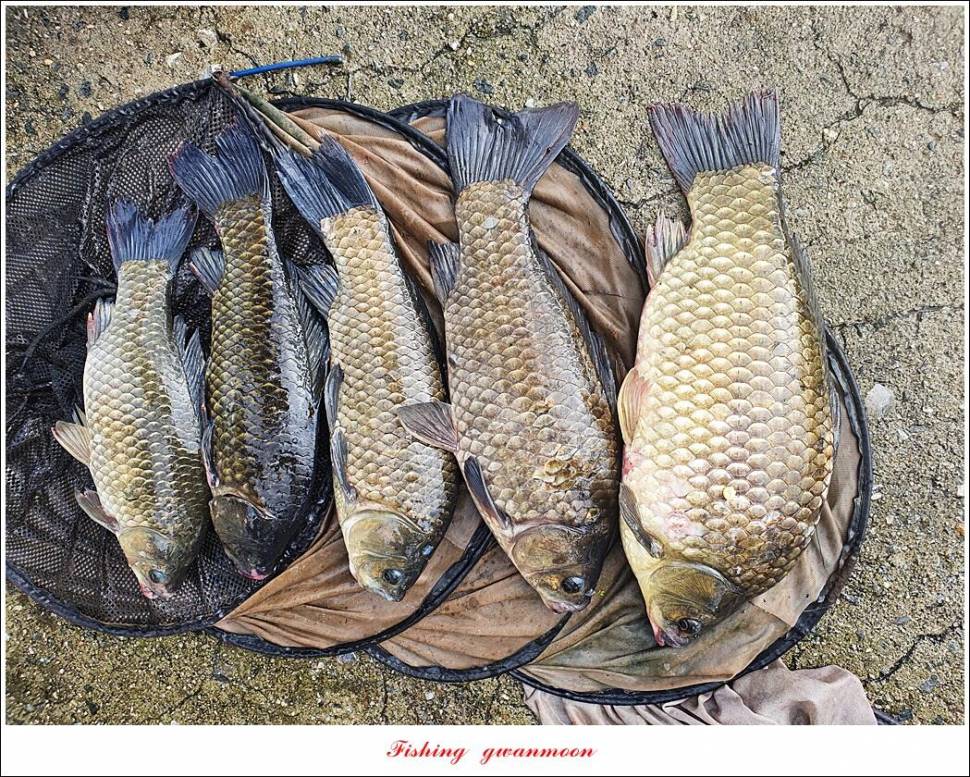 솔 낚시터 41 cm 대물화곡지 조황 (조황조행기 - 특파원조황)