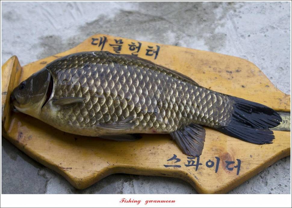 화곡지 4 짜 조황 (조황조행기 - 특파원조황)