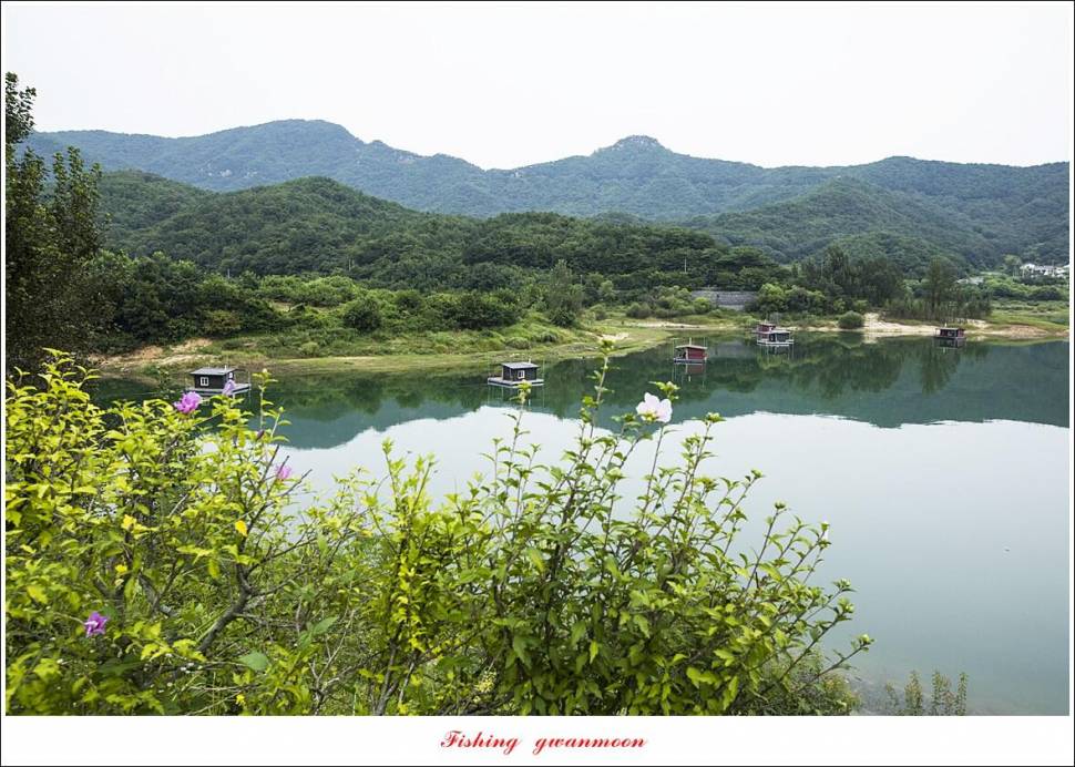 한버들 455 cm솔 415 cm제일 월척 조황 (조황조행기 - 특파원조황)