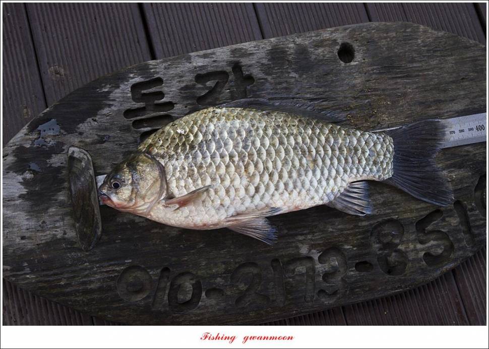 한버들 왕중왕전 대회신리 465 cm 대물 돌감 37 cm34 cm월척 조황 (조황조행기 - 특파원조황)