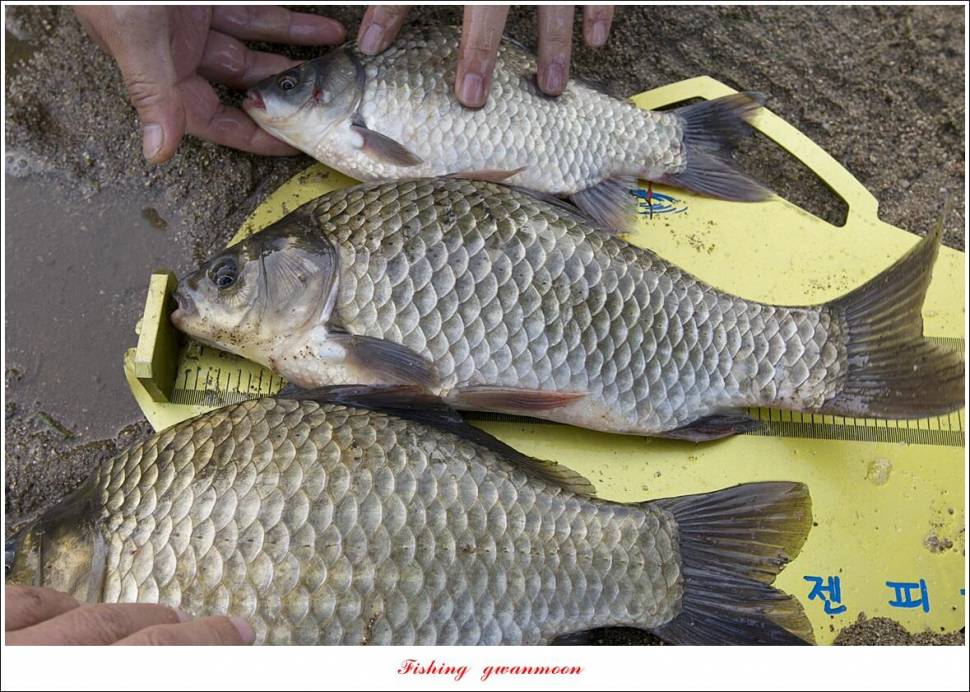 문골 42 cm명서 40 cm 달천강화곡지 조황 (조황조행기 - 특파원조황)