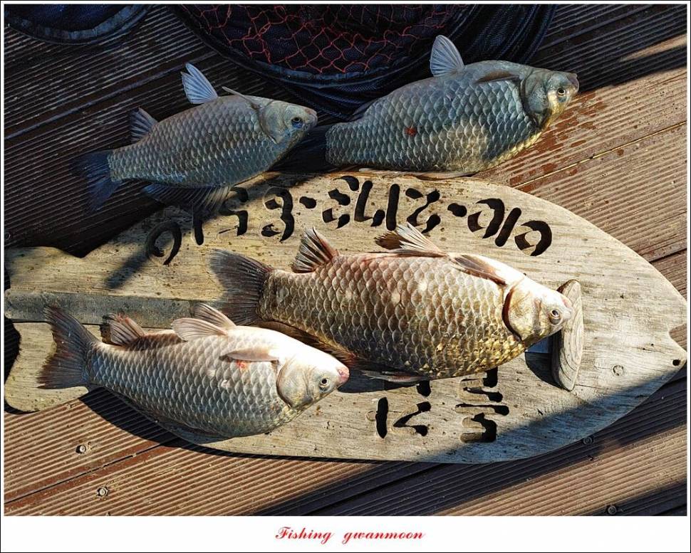 한버들 왕중왕전 대회신리 465 cm 대물 돌감 37 cm34 cm월척 조황 (조황조행기 - 특파원조황)