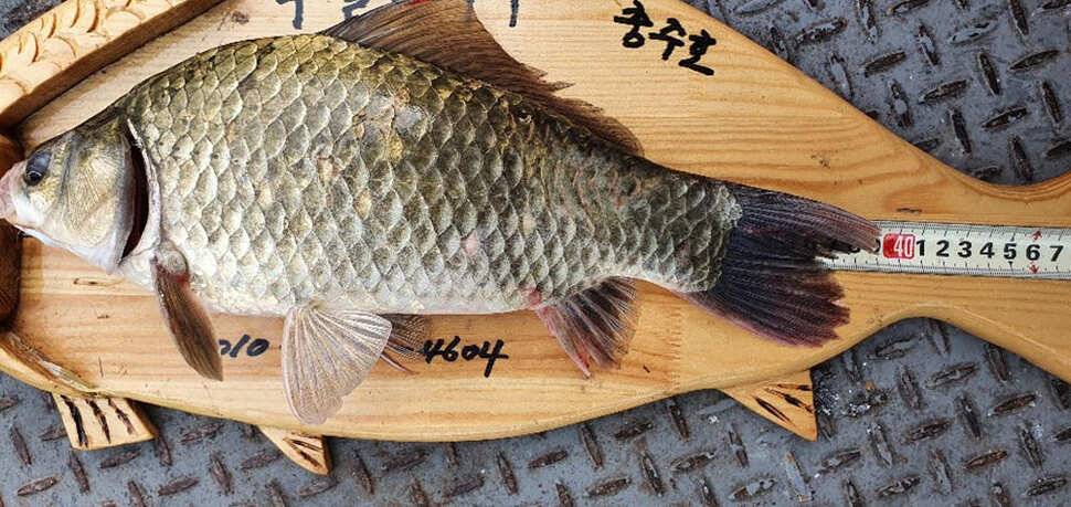 오름수위를 준비하는 명서 4짜 소식 덩어리급 소식이 이어지는 목벌낚시터 (조황조행기 - 특파원조황)