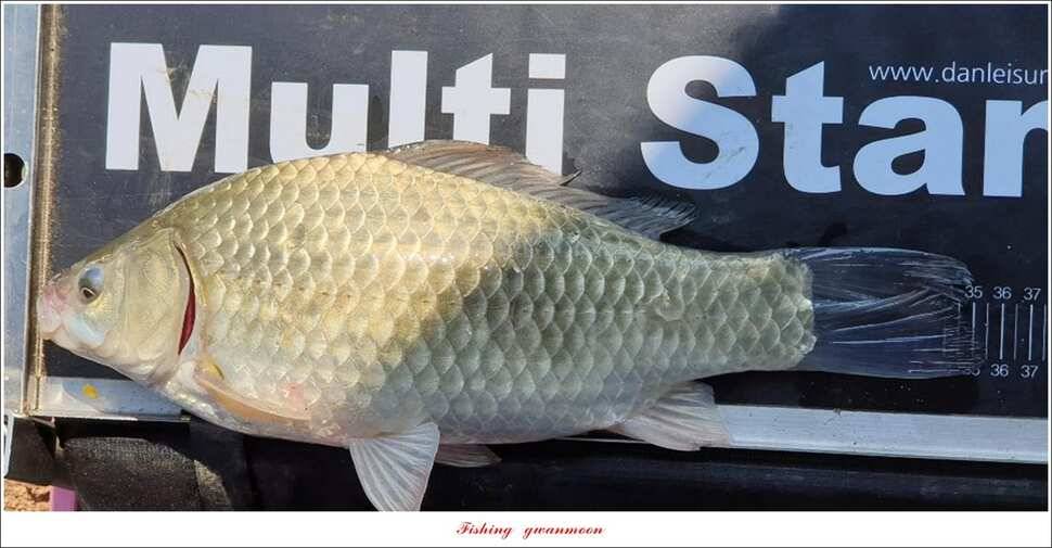 돌감 385 cm늘푸른 37cm35 cm월척 및 장어 조황 (조황조행기 - 특파원조황)