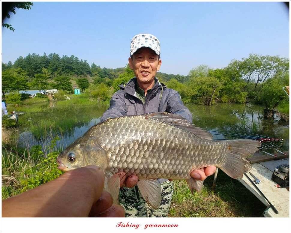 화곡지 사짜 마릿수칠성지 대물 조황 (조황조행기 - 특파원조황)