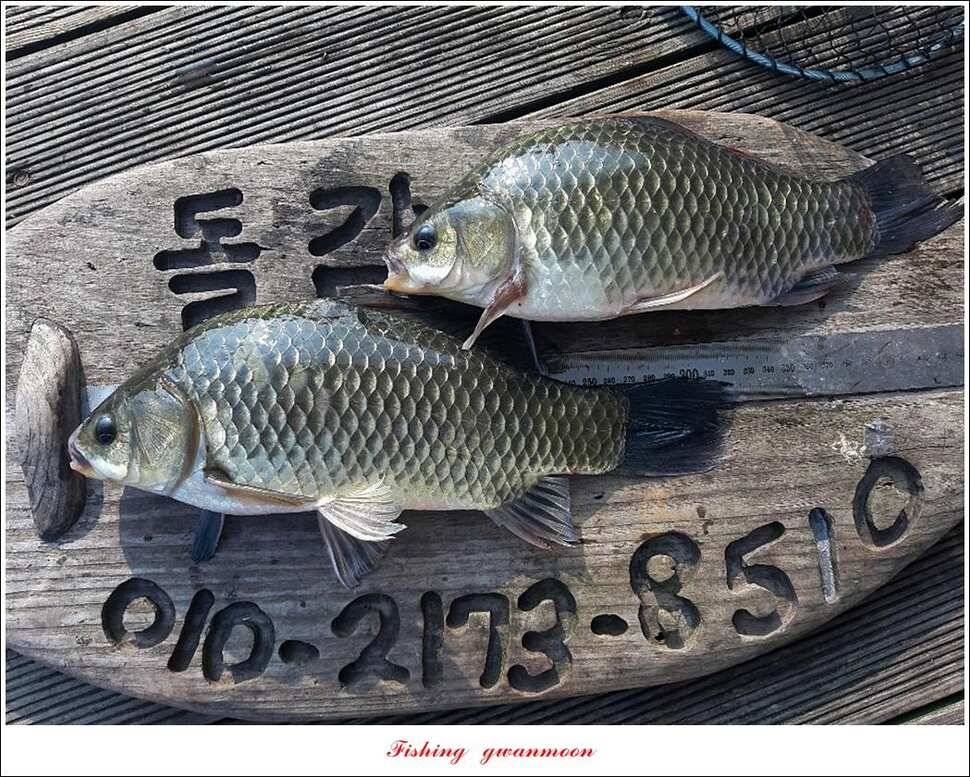 제일돌감 월척 조황 (조황조행기 - 특파원조황)