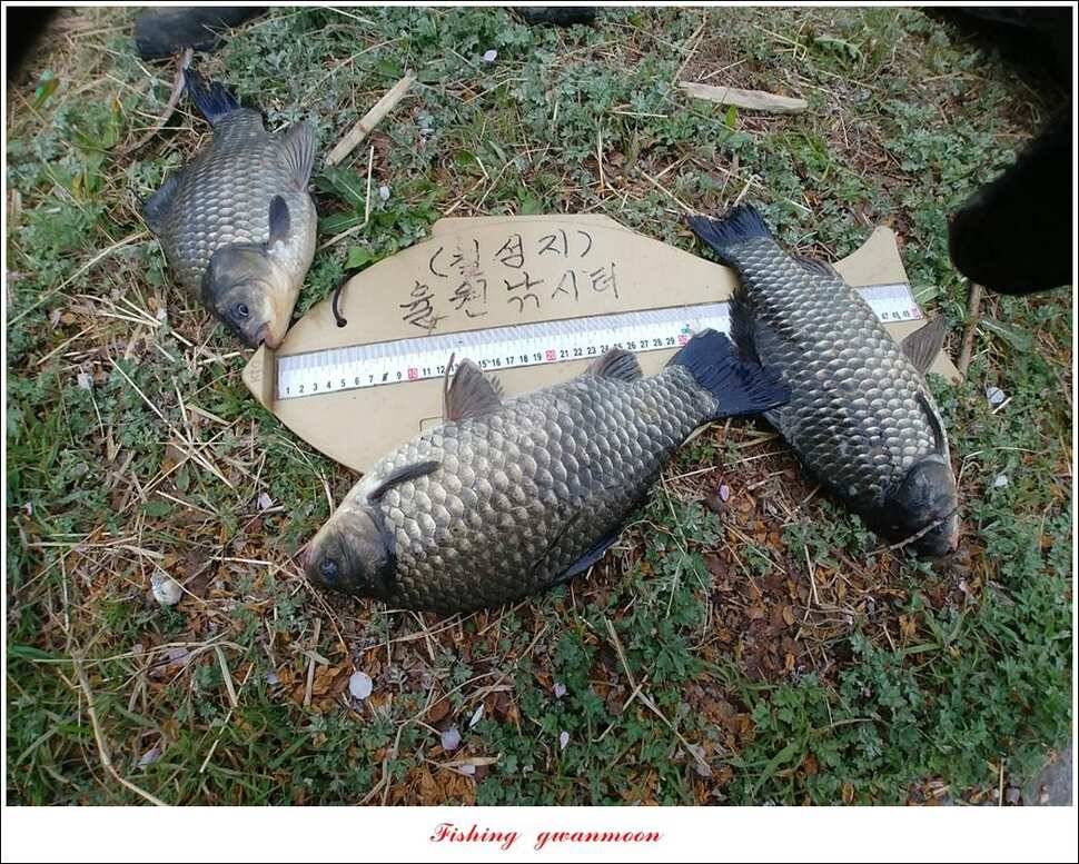 제일 39 cm 대물 조황화곡지칠성지 조황 (조황조행기 - 특파원조황)