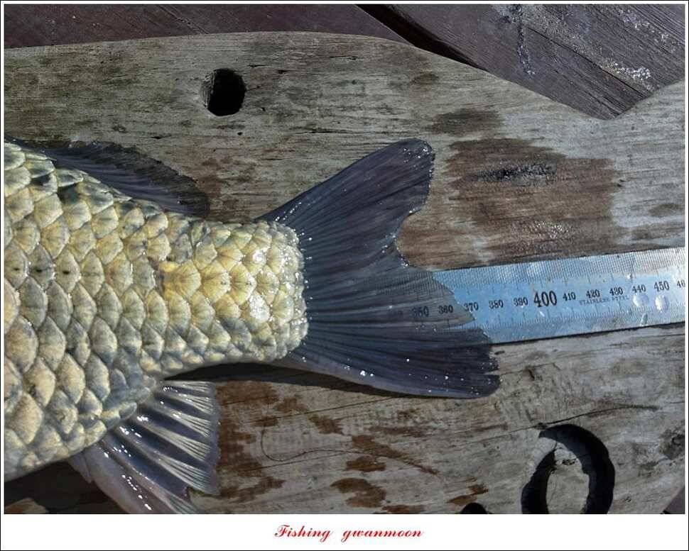 목벌 사짜 조행기돌감 38 cm 월척 (조황조행기 - 특파원조황)