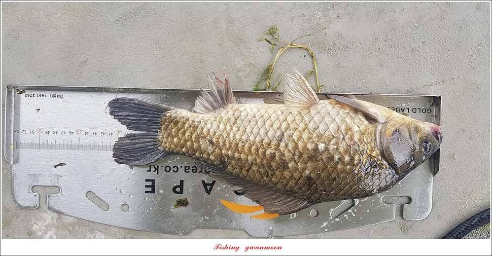 제일 435 cm415 cm문골 37 cm화곡지 4 짜 대물 조황 (조황조행기 - 특파원조황)