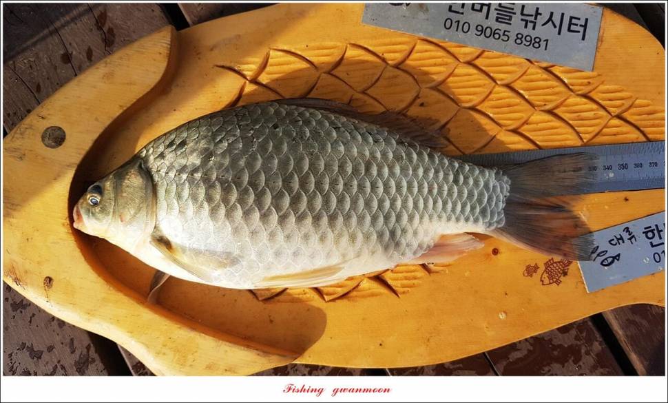 한버들 45 cm대물 및 오름수위 현황 (조황조행기 - 특파원조황)