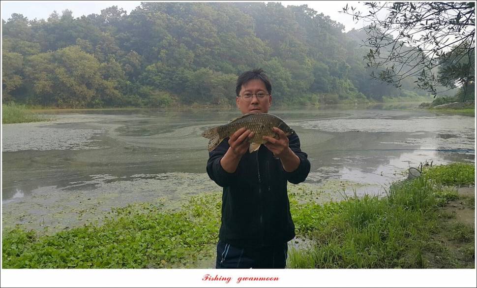 제일 43 cm40 cm화곡지 4 짜 조황 (조황조행기 - 특파원조황)