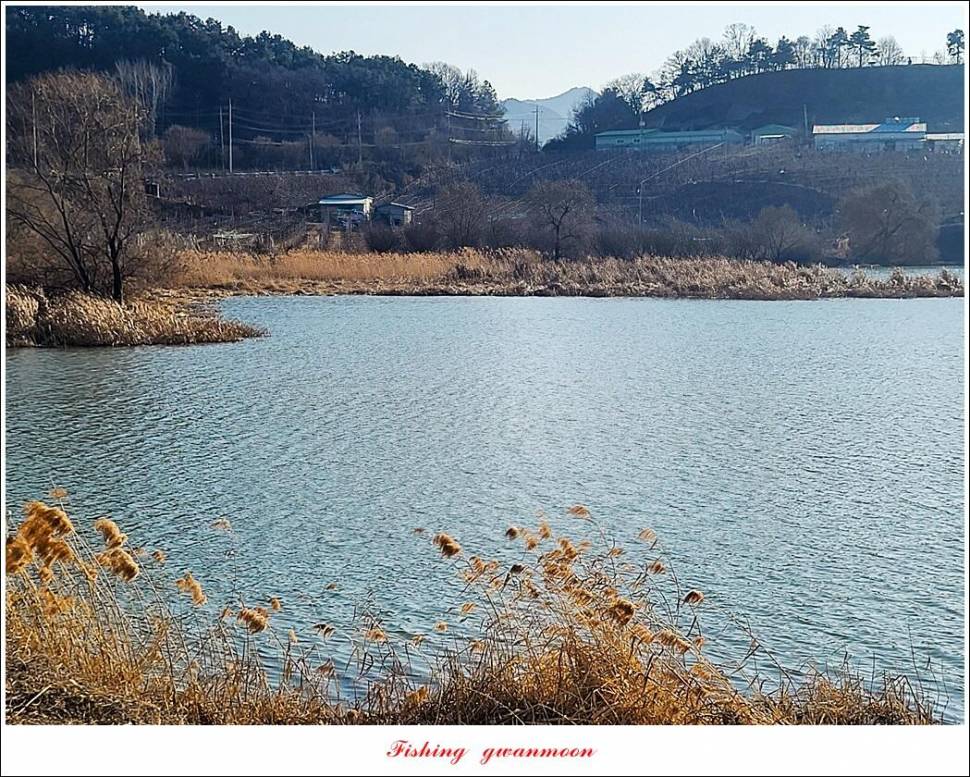 돌감 38 cm 및 화곡지외 주변 조황 (조황조행기 - 특파원조황)