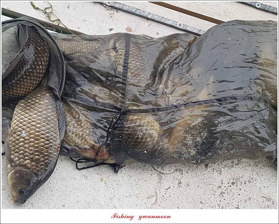 제일 39 cm 대물 조황화곡지칠성지 조황 (조황조행기 - 특파원조황)