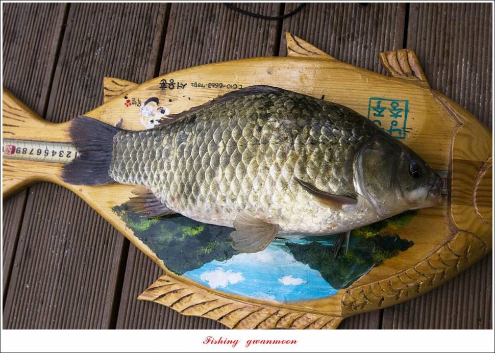 목벌 42 cm42 cm39 cm38 cm 대물 조황 (조황조행기 - 특파원조황)