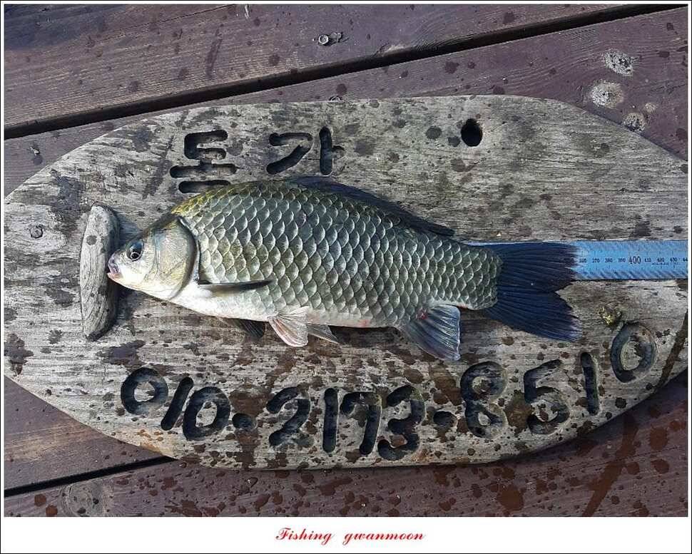 돌감 4 짜제일 39 cm38 cm37 cm칠성지 월척 조황 (조황조행기 - 특파원조황)