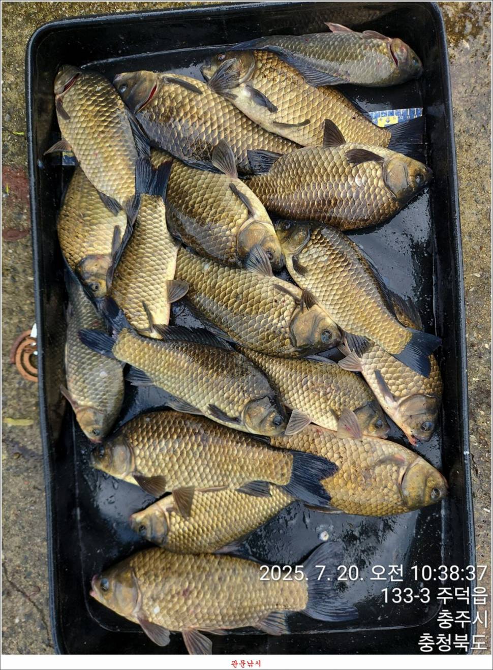화곡지 49 cm477 cm455 cm 호조황 (조황조행기 - 특파원조황)