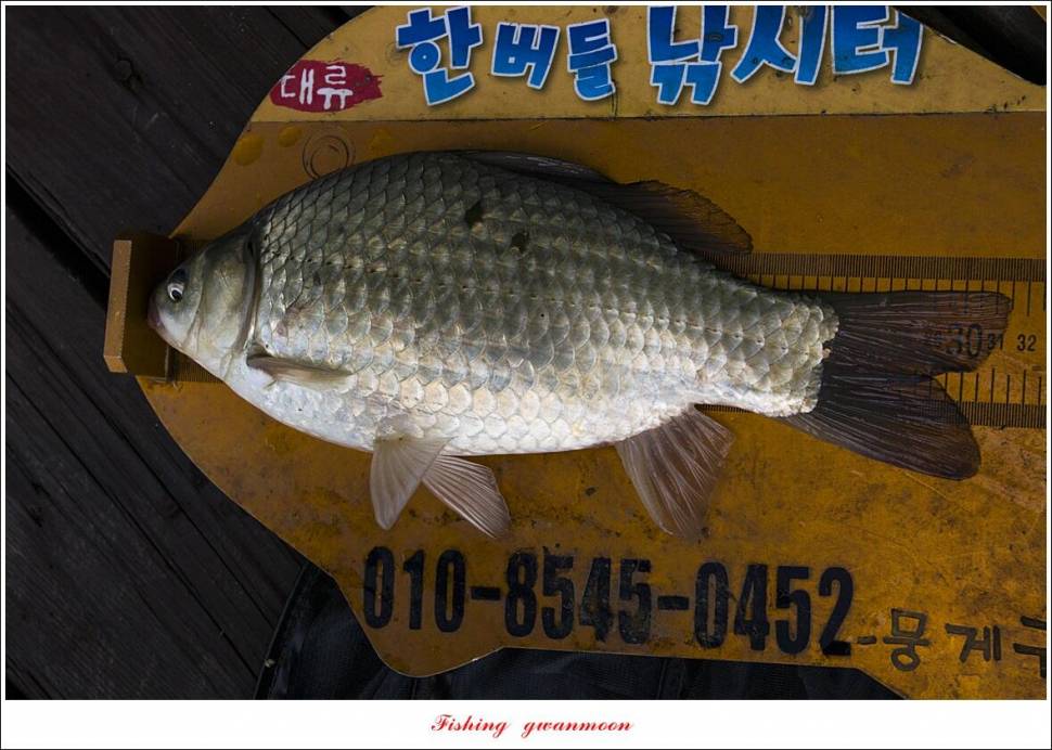 문골 395 cm355 cm 한버들 월척 조황 (조황조행기 - 특파원조황)
