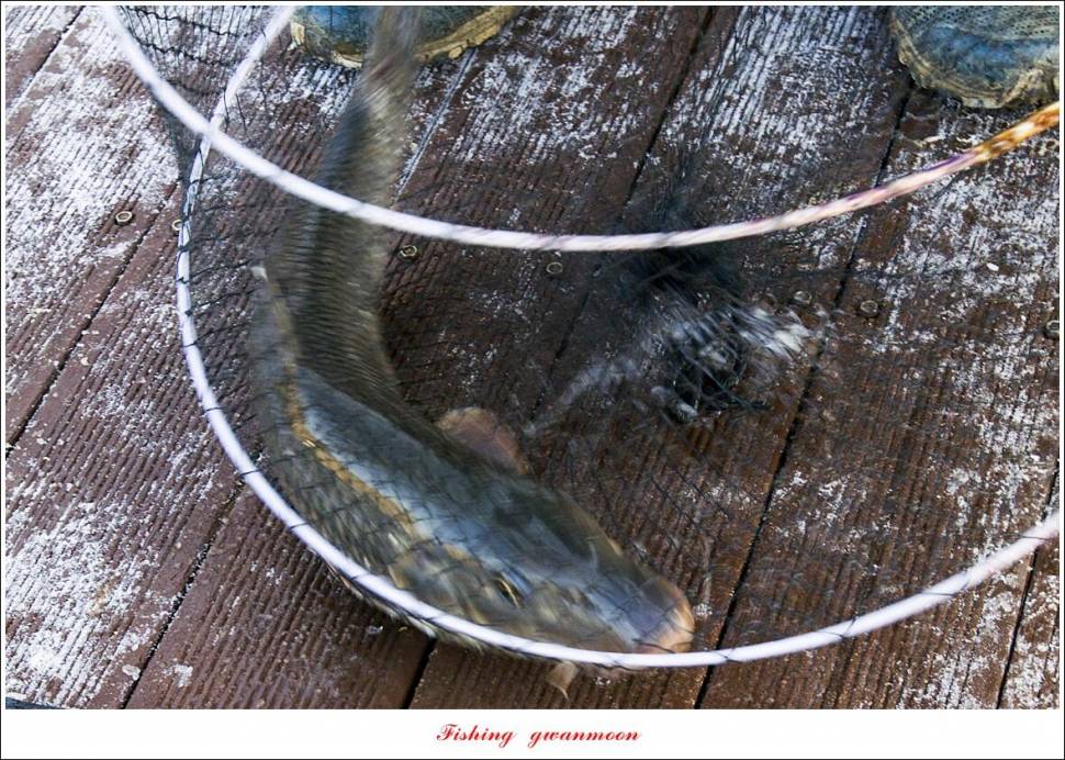 한버들 왕중왕전 대회신리 465 cm 대물 돌감 37 cm34 cm월척 조황 (조황조행기 - 특파원조황)