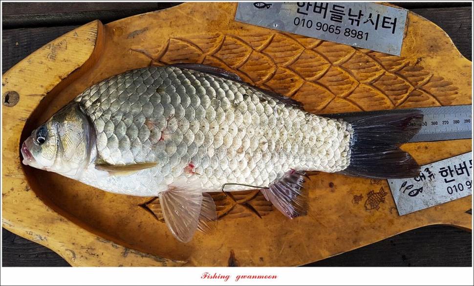 명서 4 짜한버들 4 짜화곡지 호조황 (조황조행기 - 특파원조황)