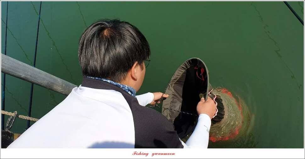 돌감 385 cm늘푸른 37cm35 cm월척 및 장어 조황 (조황조행기 - 특파원조황)