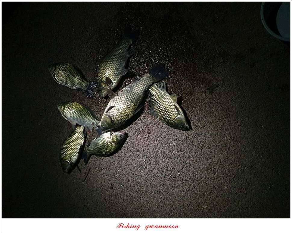제일돌감칠성지 조황 (조황조행기 - 특파원조황)