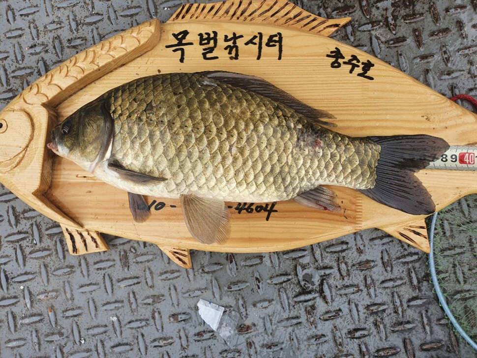 목벌 낚시터 4짜 대물붕어 꾸준한 조황 (조황조행기 - 특파원조황)