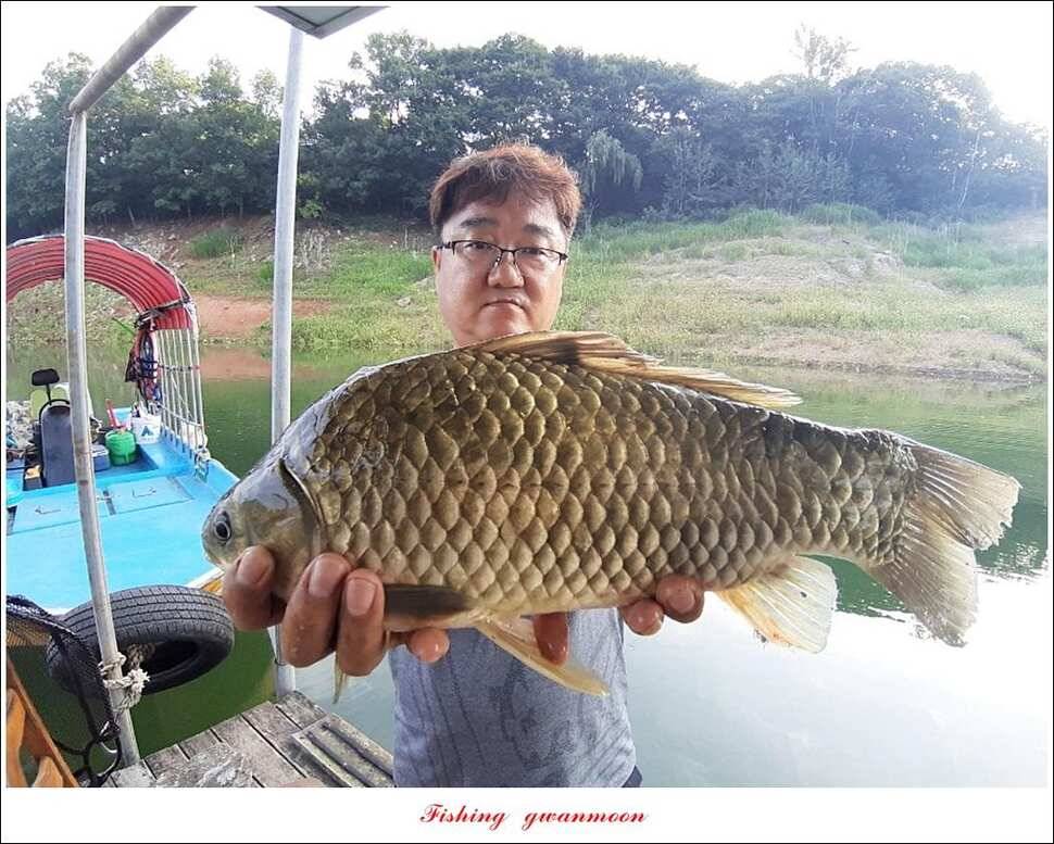 신매 44 cm 대물돌감 4 짜늘푸른제일 월척 조황 (조황조행기 - 특파원조황)
