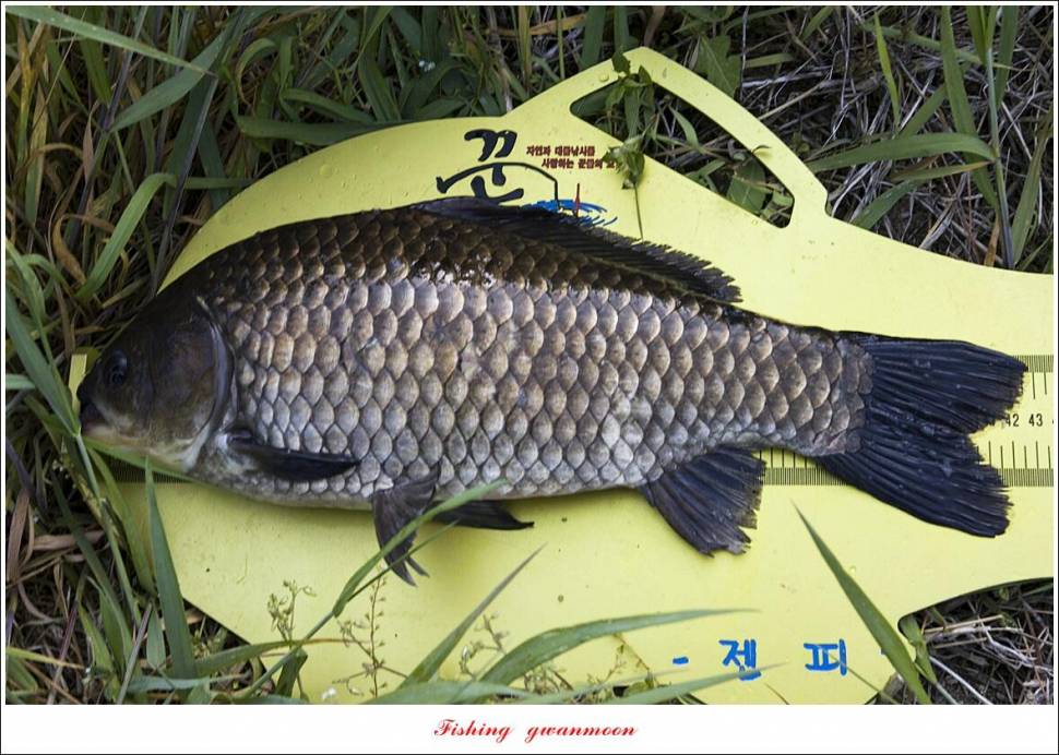목벌 43 cm37 cm소류지 4 짜솔 낚시터 월척화곡지 대물 조황 (조황조행기 - 특파원조황)