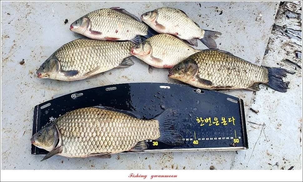 소이지 5 짜신매 4 짜칠성지 월척 조황 (조황조행기 - 특파원조황)