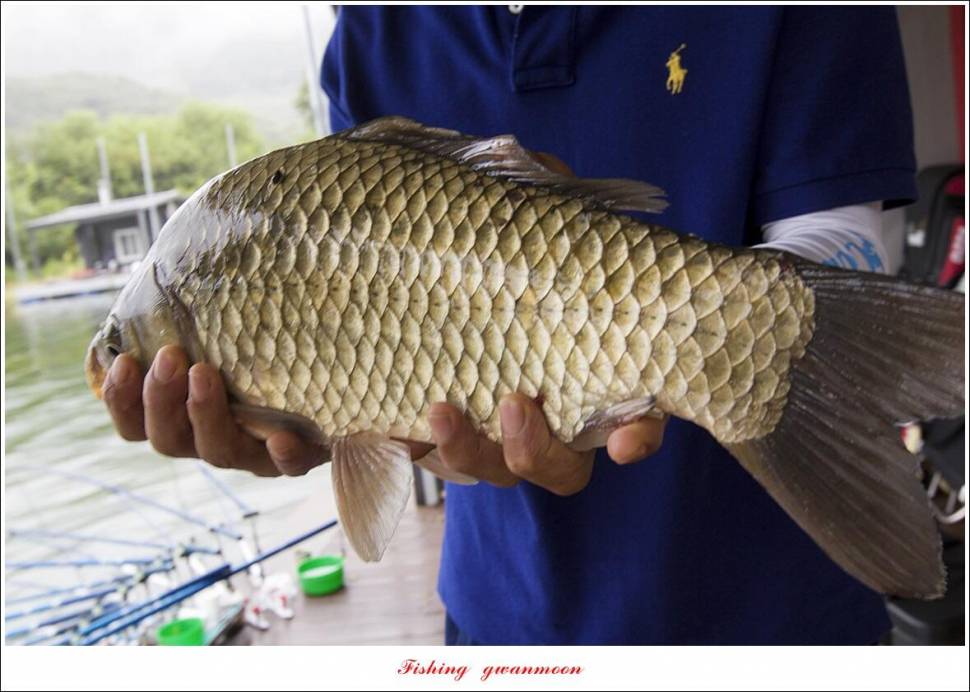 솔 낚시터 44 cm 대물 조황 (조황조행기 - 특파원조황)