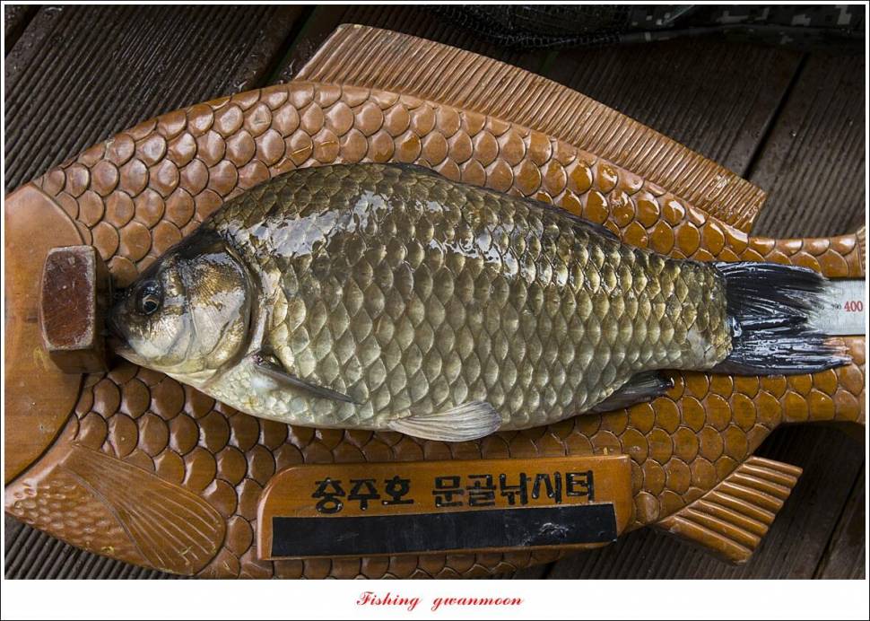 문골 395 cm355 cm 한버들 월척 조황 (조황조행기 - 특파원조황)