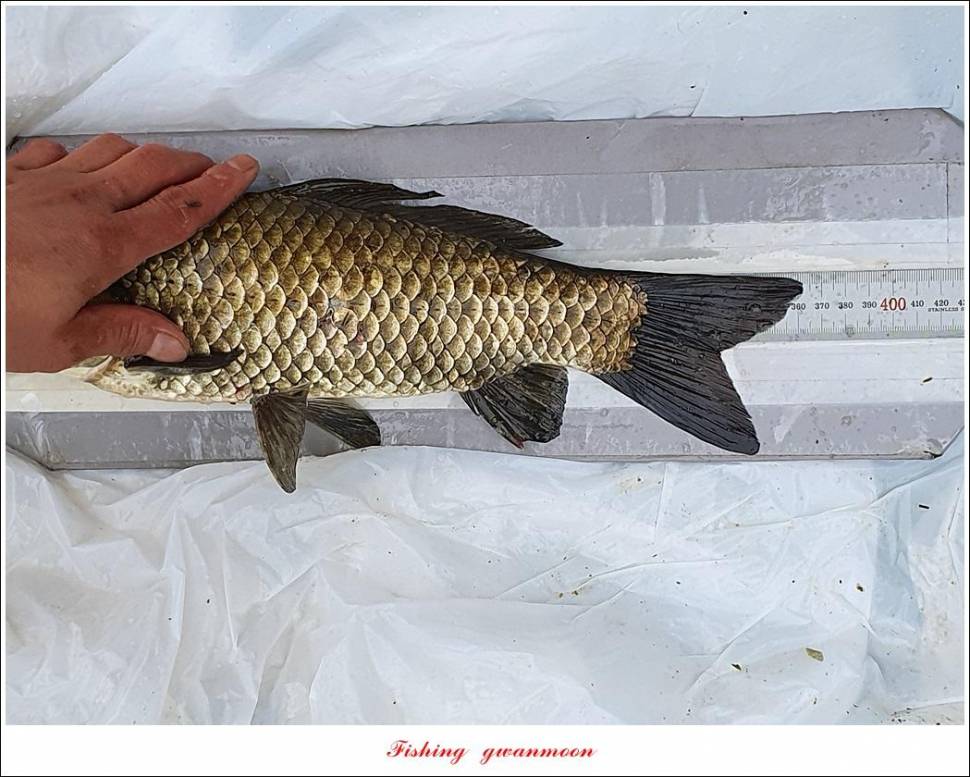제일 43 cm40 cm화곡지 4 짜 조황 (조황조행기 - 특파원조황)