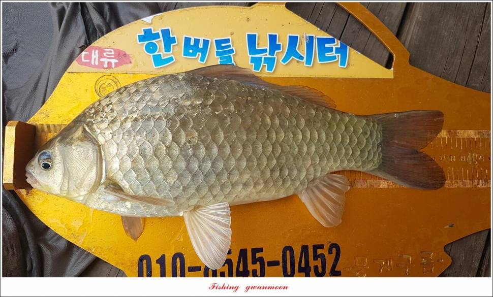 돌감충주호 노지칠성지한버들실리곡신리 4 짜 조황 (조황조행기 - 특파원조황)